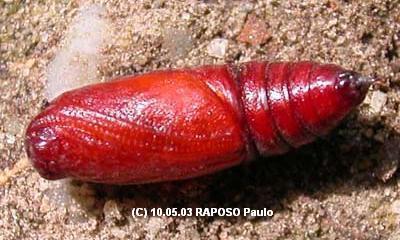 Nymphos le 09.05.03 